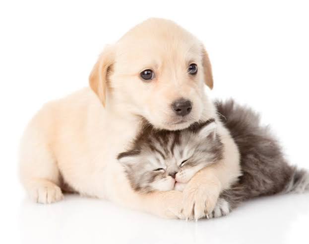pet